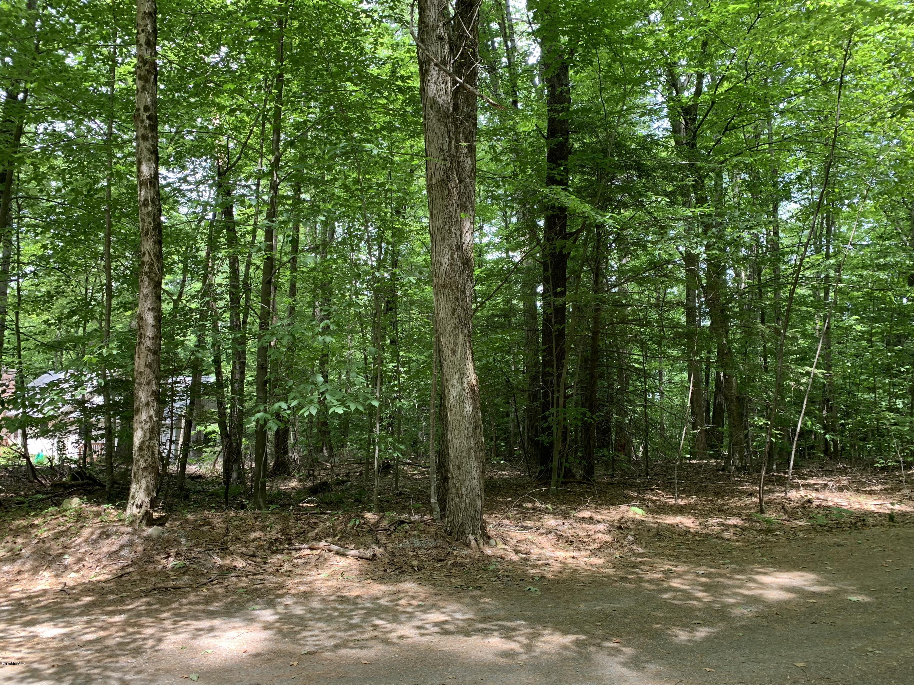29 Pinnacle Road Otis, MA 01253 - Photo 33 of 37 a view of a forest filled with trees