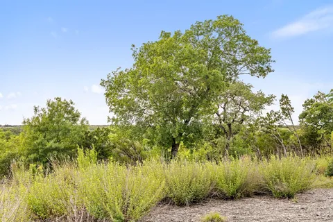 a view of a bunch of trees and bushes