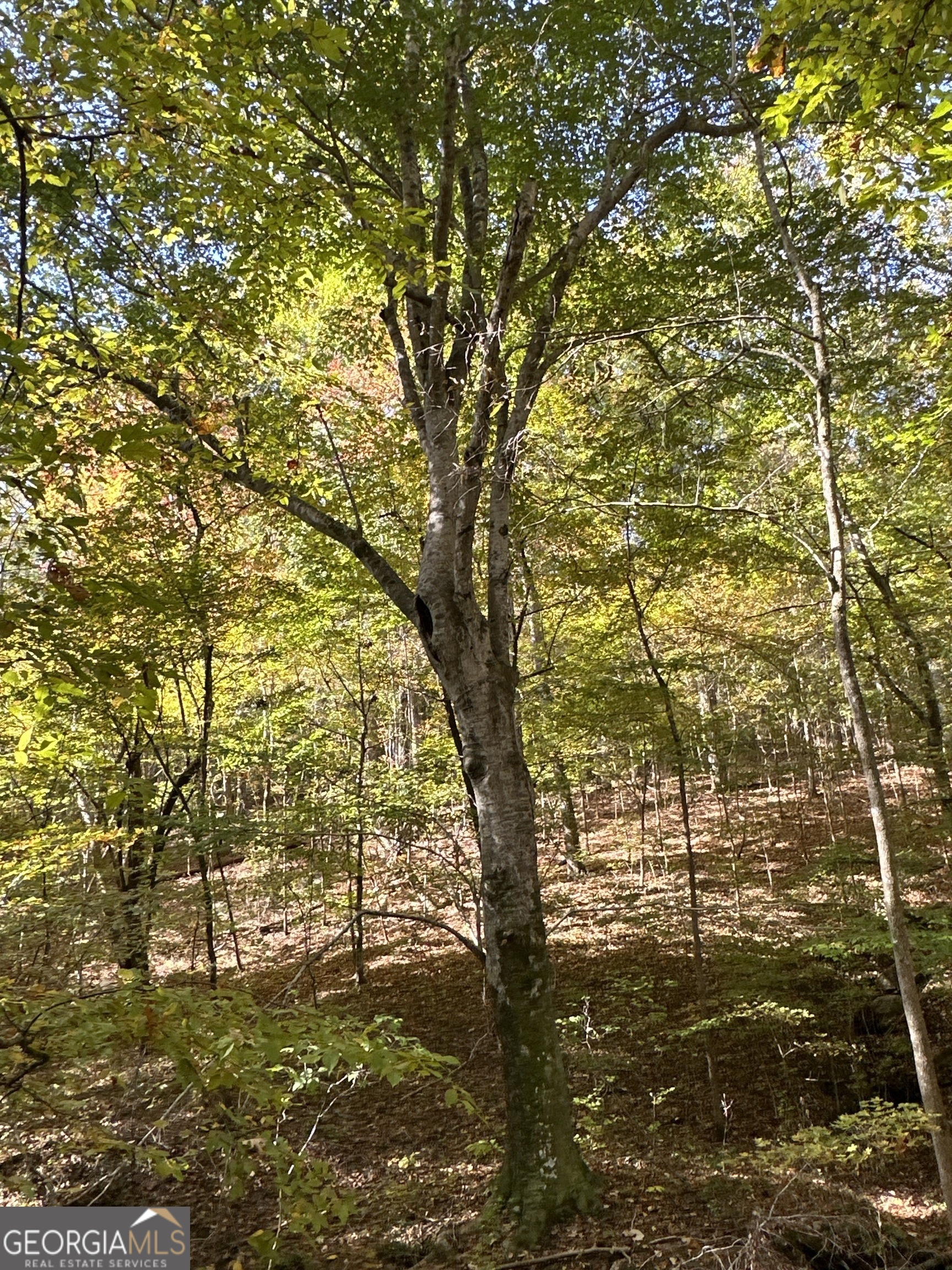 0 Dennis Creek Road Talbotton, GA 31827 - Photo 13 of 24