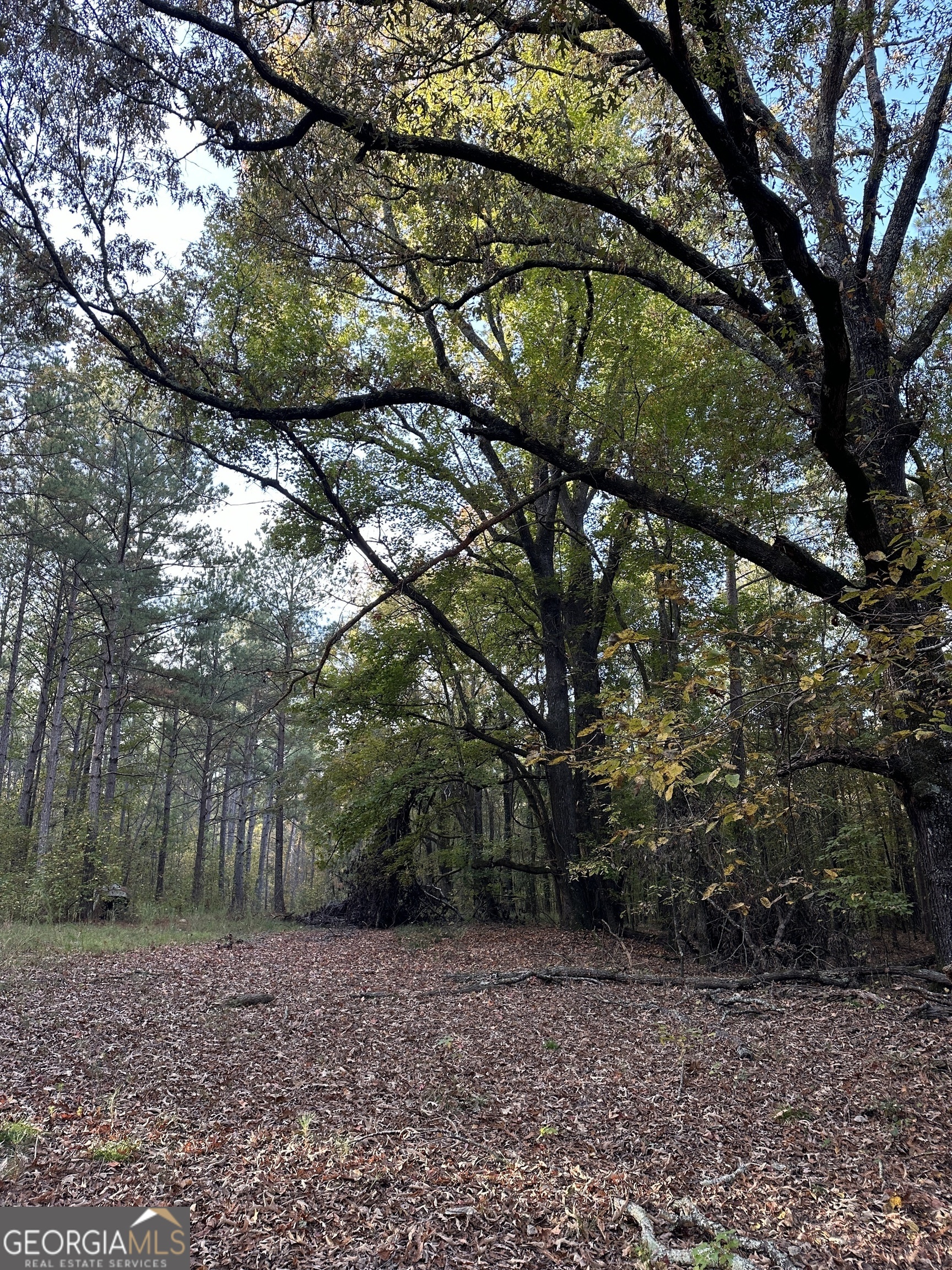 0 Dennis Creek Road Talbotton, GA 31827 - Photo 14 of 24