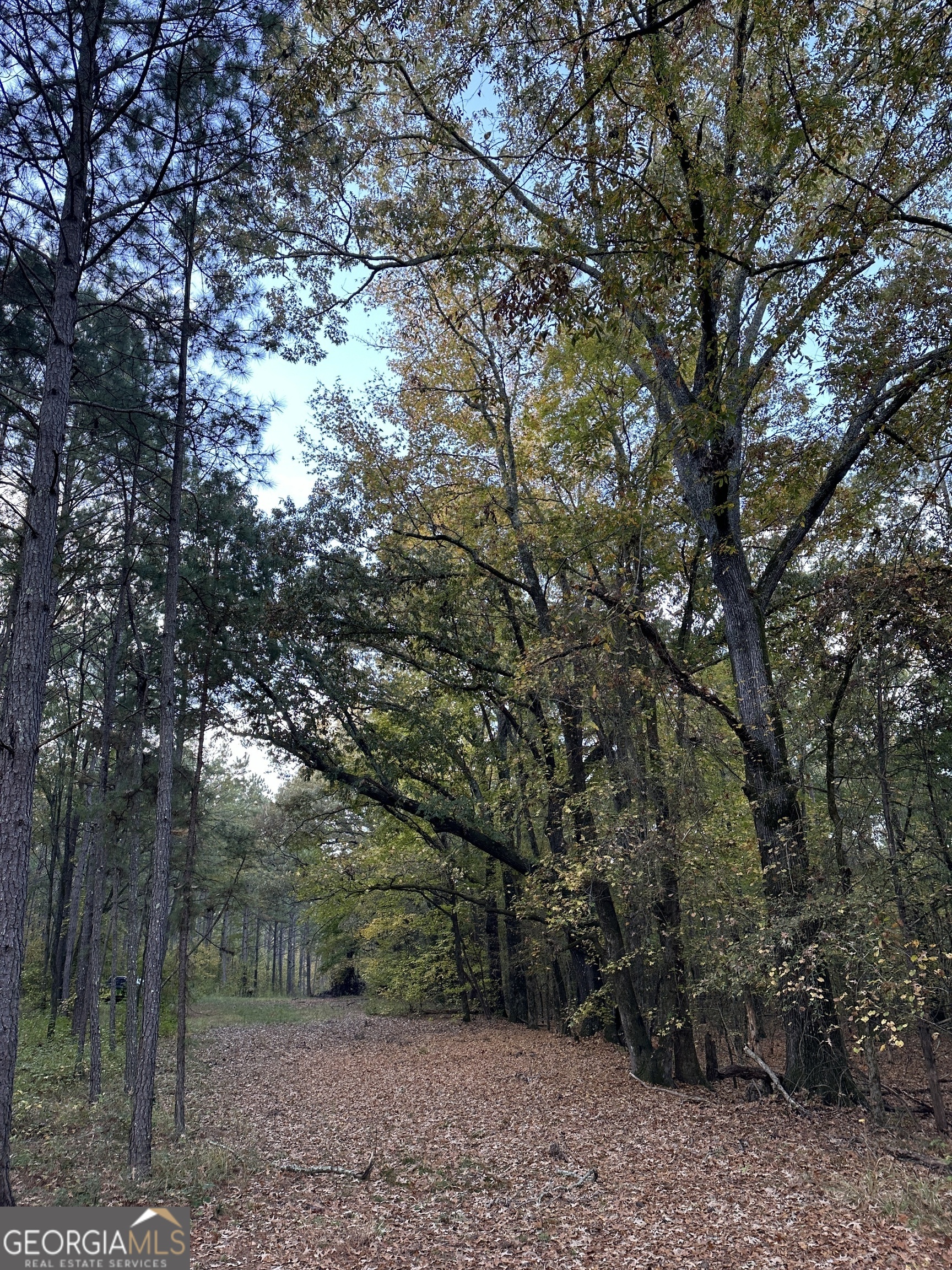 0 Dennis Creek Road Talbotton, GA 31827 - Photo 16 of 24