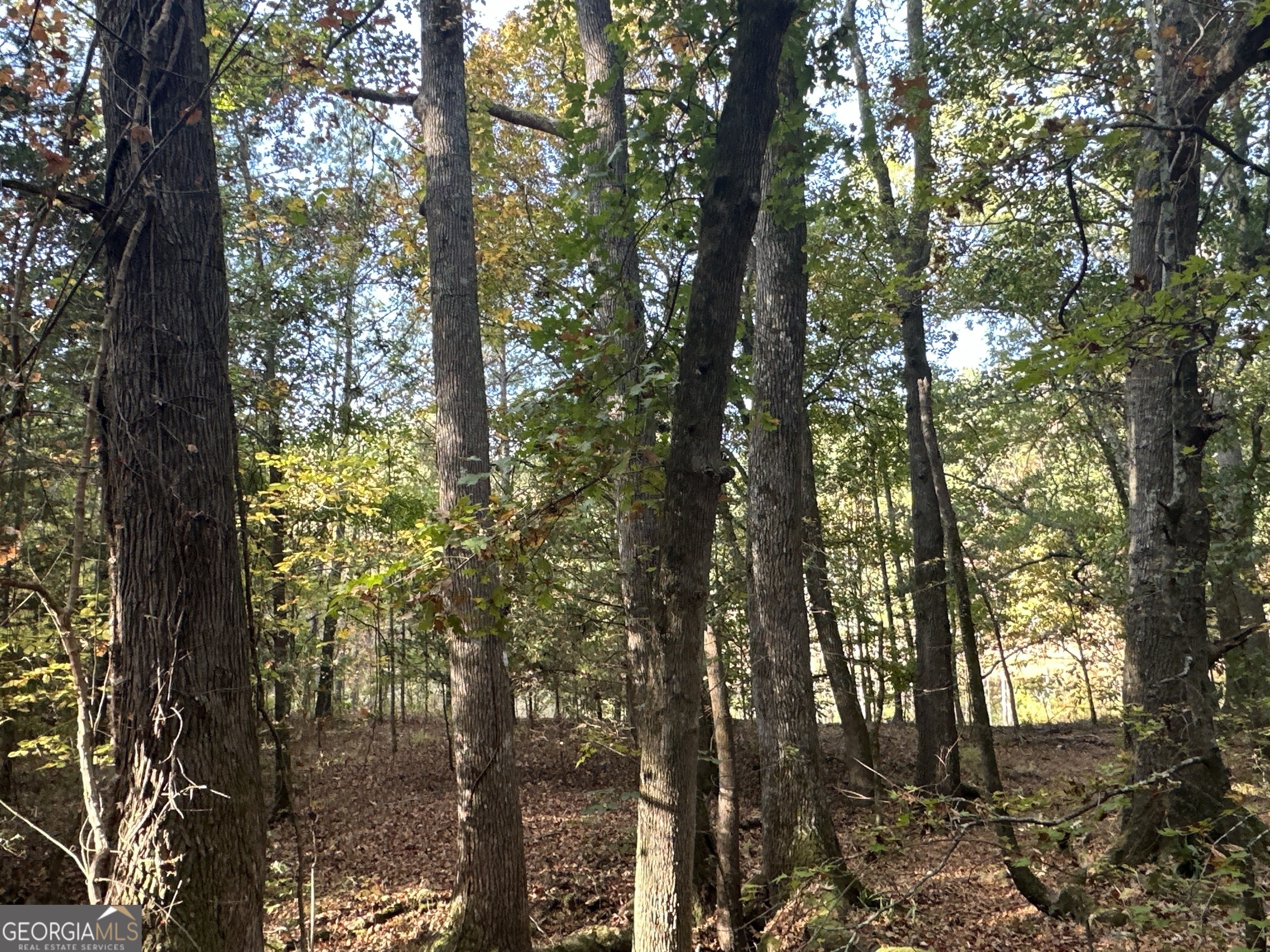 0 Dennis Creek Road Talbotton, GA 31827 - Photo 18 of 24