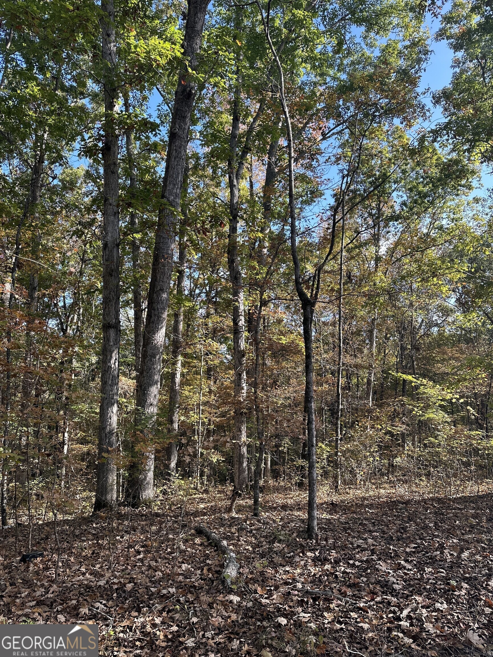 0 Dennis Creek Road Talbotton, GA 31827 - Photo 2 of 24