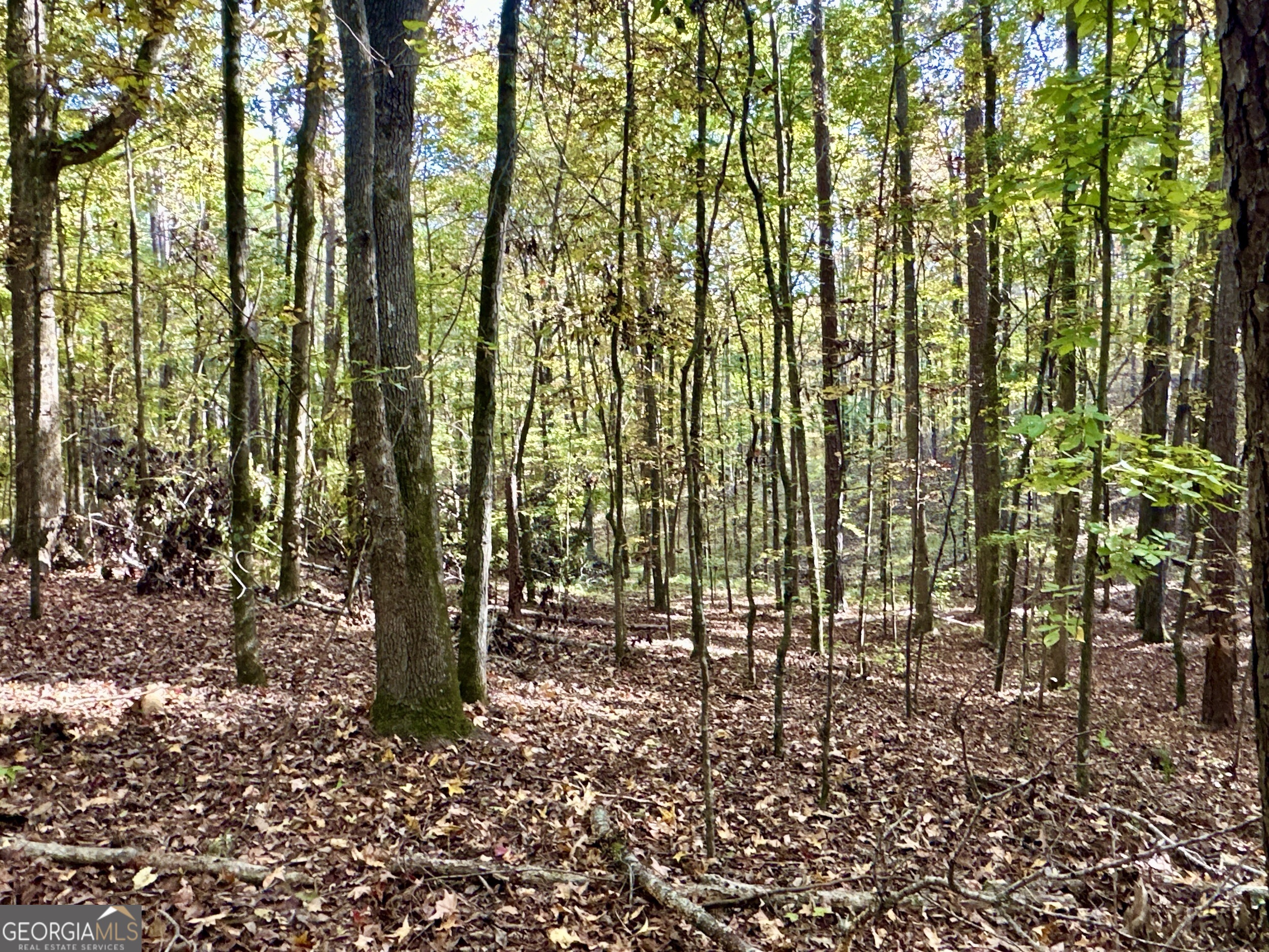 0 Dennis Creek Road Talbotton, GA 31827 - Photo 22 of 24