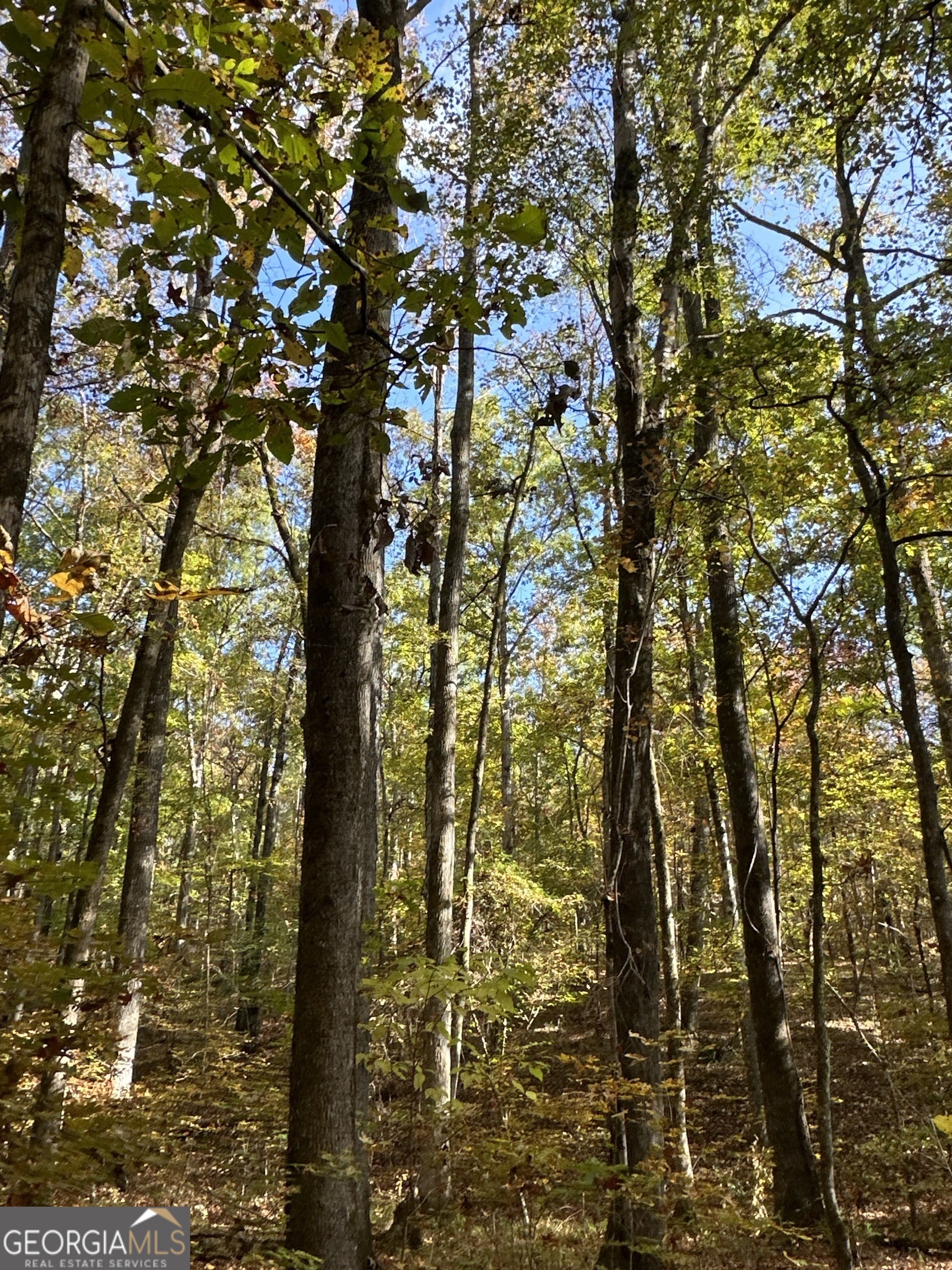 0 Dennis Creek Road Talbotton, GA 31827 - Photo 6 of 24