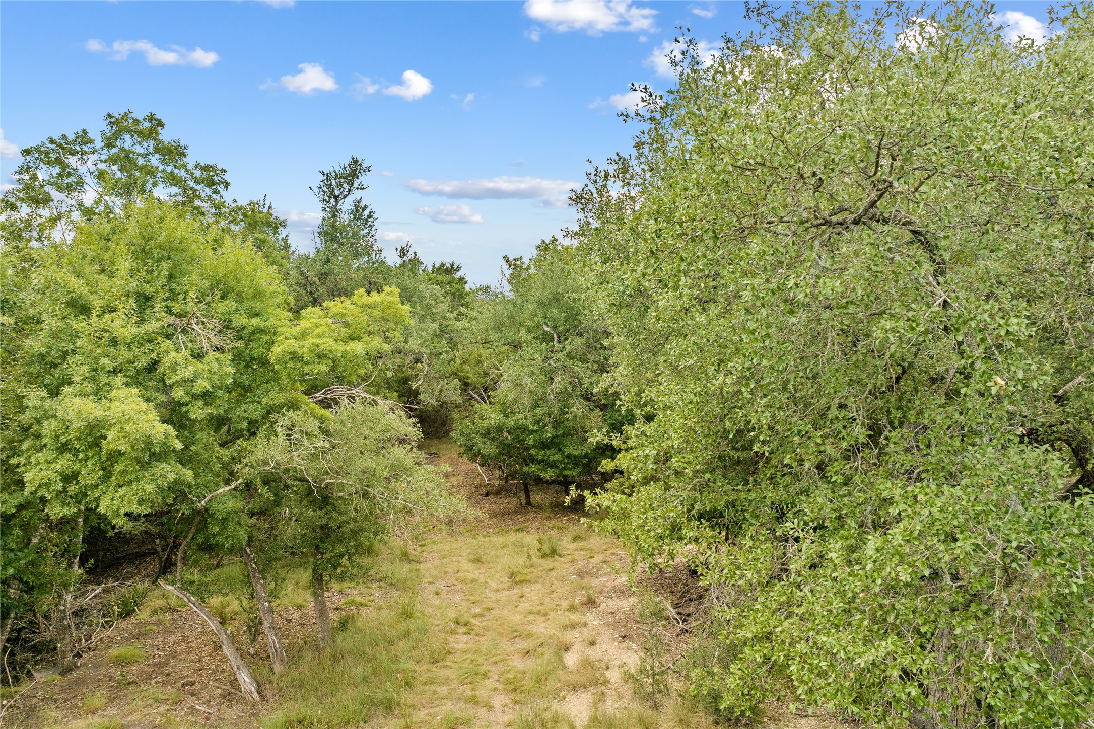 150 Oak Grove Drive Dripping Springs, TX 78620 - Photo 19 of 33 a view of a big yard with plants and large trees