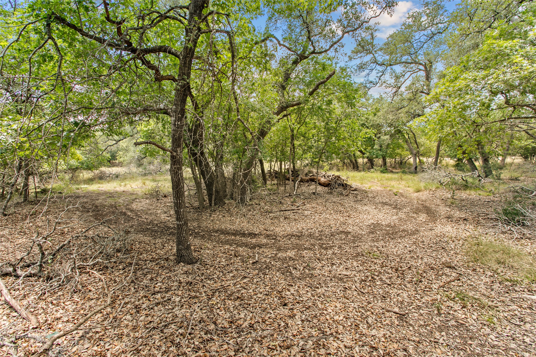 150 Oak Grove Drive Dripping Springs, TX 78620 - Photo 6 of 33 a view of a yard with plants and trees