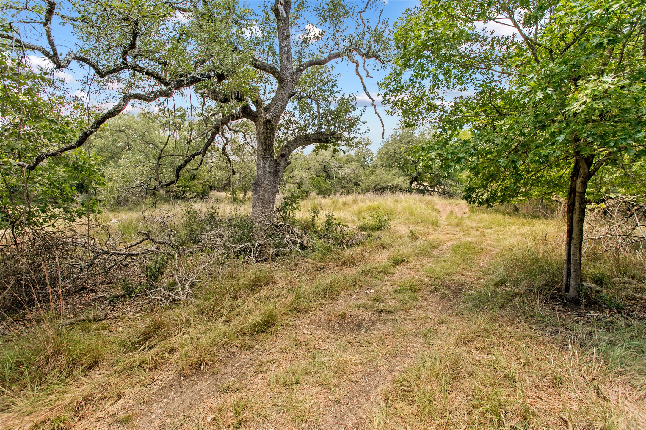 150 Oak Grove Drive Dripping Springs, TX 78620 - Photo 7 of 33 a view of a yard with trees
