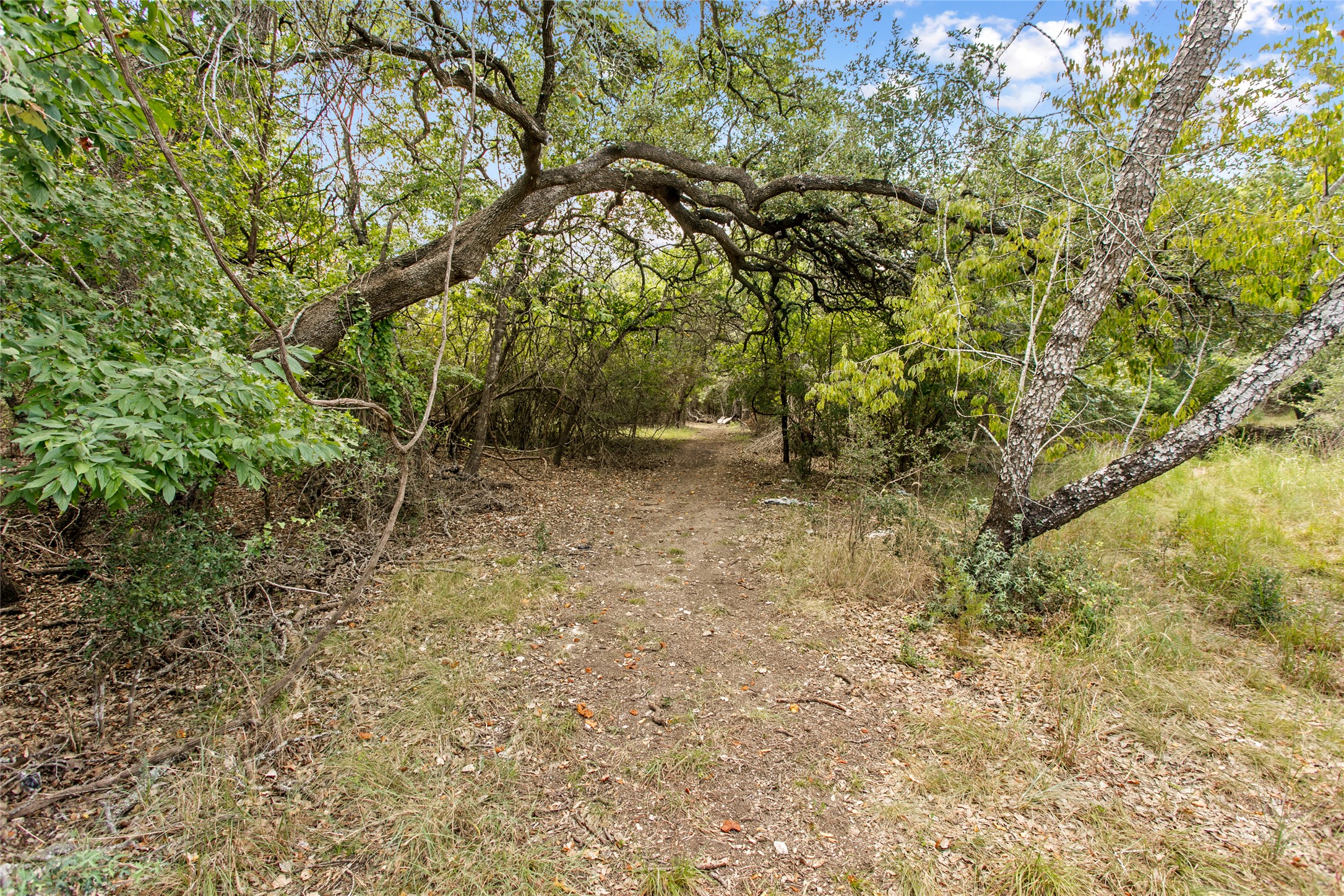 150 Oak Grove Drive Dripping Springs, TX 78620 - Photo 9 of 33 a view of a yard with a tree