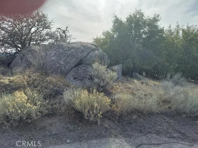 a view of a dry yard with trees