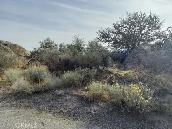 a view of a lake with lots of trees