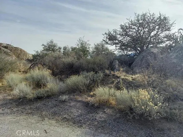a view of a lake with lots of trees