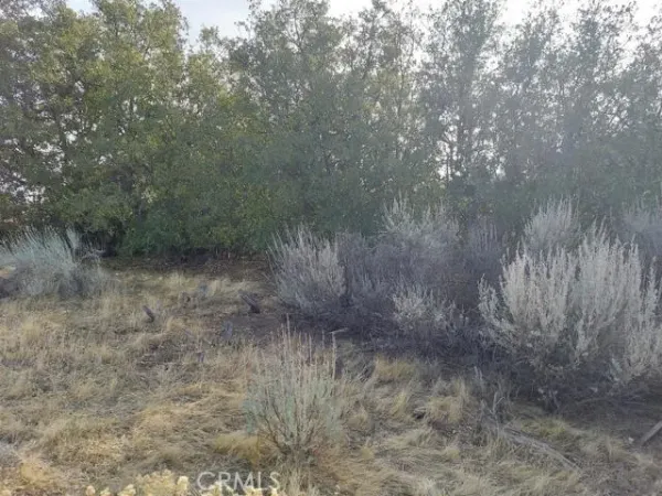 a view of a dry yard