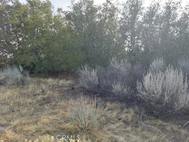 a view of a dry yard