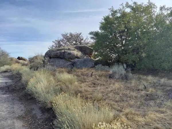 a view of a dry field with trees in the background