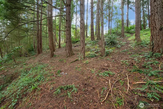 a view of a road with plants and trees in front of it