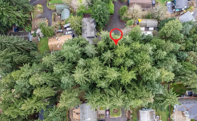 a view of a tree in a covered with tall trees