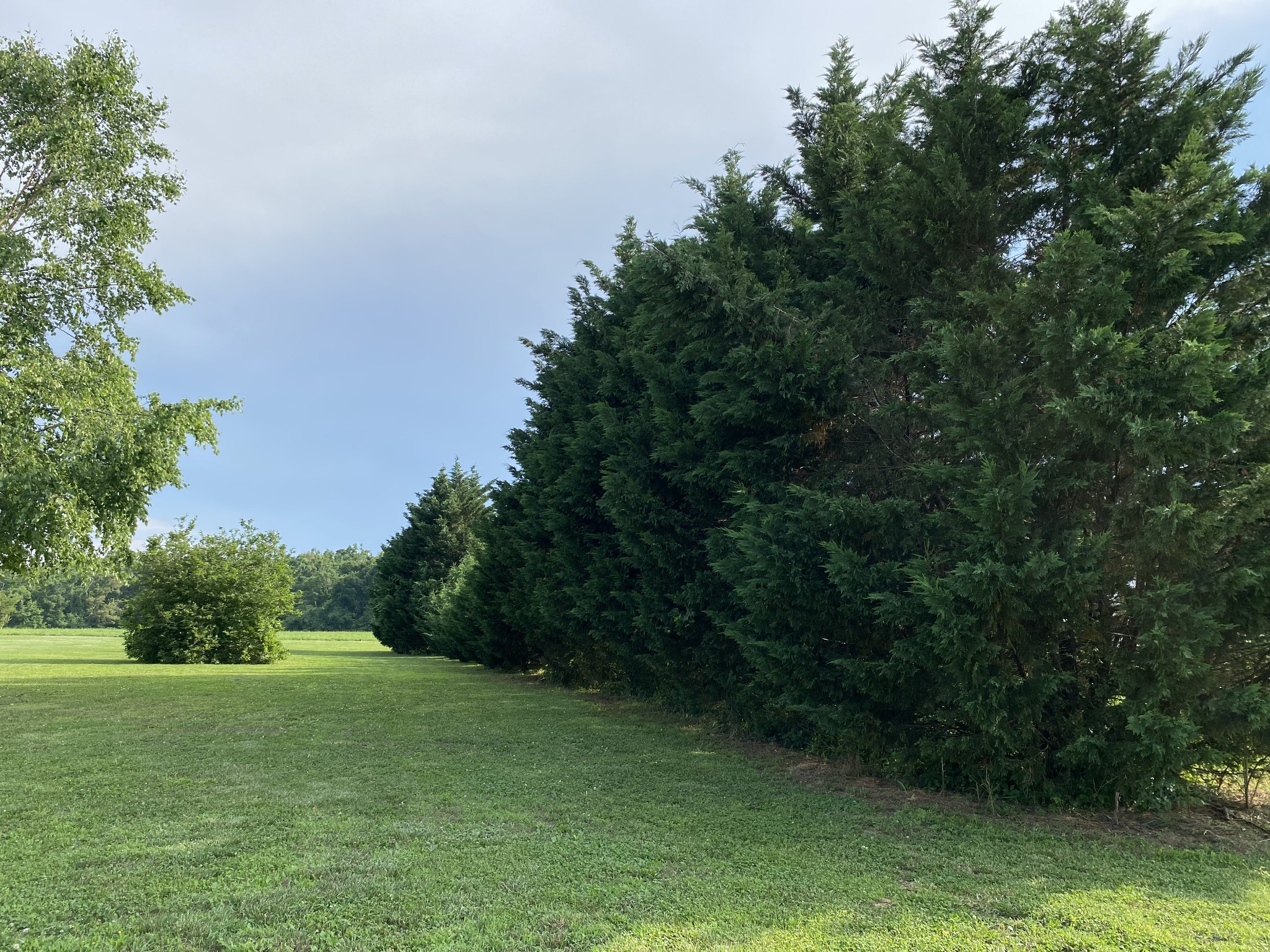 2707 Sixteenth Model Road Manchester, TN 37355 - Photo 44 of 50 a view of a grassy field with trees