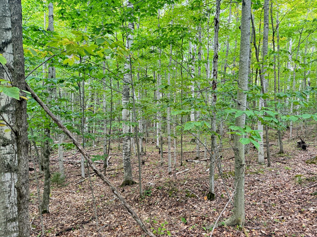 5-acres Logerquist Road Baileys Harbor, WI 54202 - Photo 9 of 13