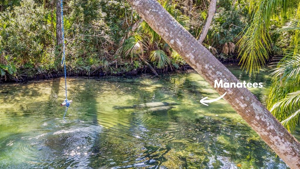 6110 Bear Trail Weeki Wachee, FL 34607 - Photo 4 of 45