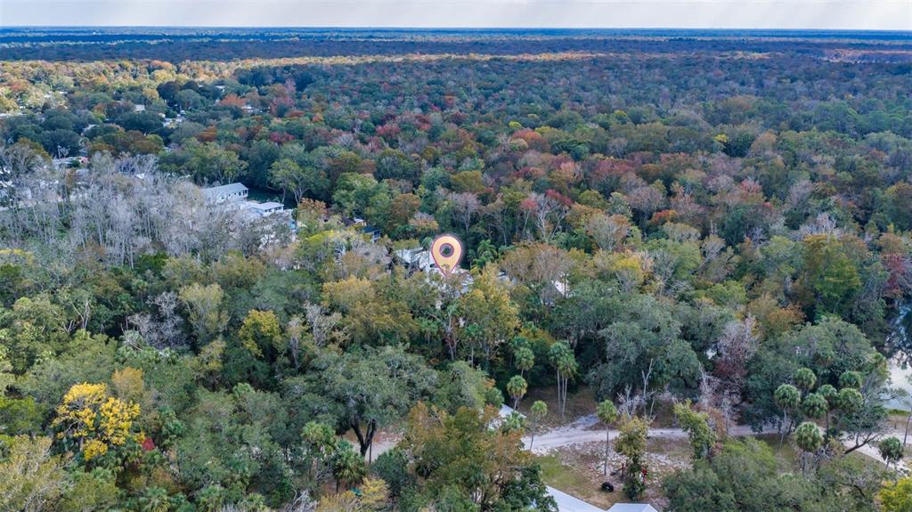 6110 Bear Trail Weeki Wachee, FL 34607 - Photo 45 of 48 a view of a forest with a forest