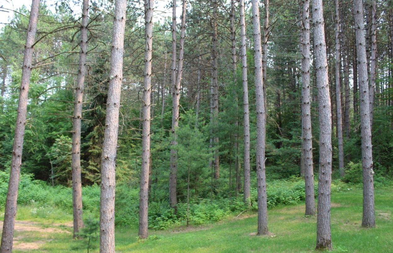 N11944 Pratt Road Elcho, WI 54428 - Photo 11 of 70 Gallery Image 11