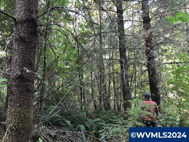 538231 Crooked Finger Road Scotts Mills, OR 97375 - Photo 2 of 14 Gallery Image 2