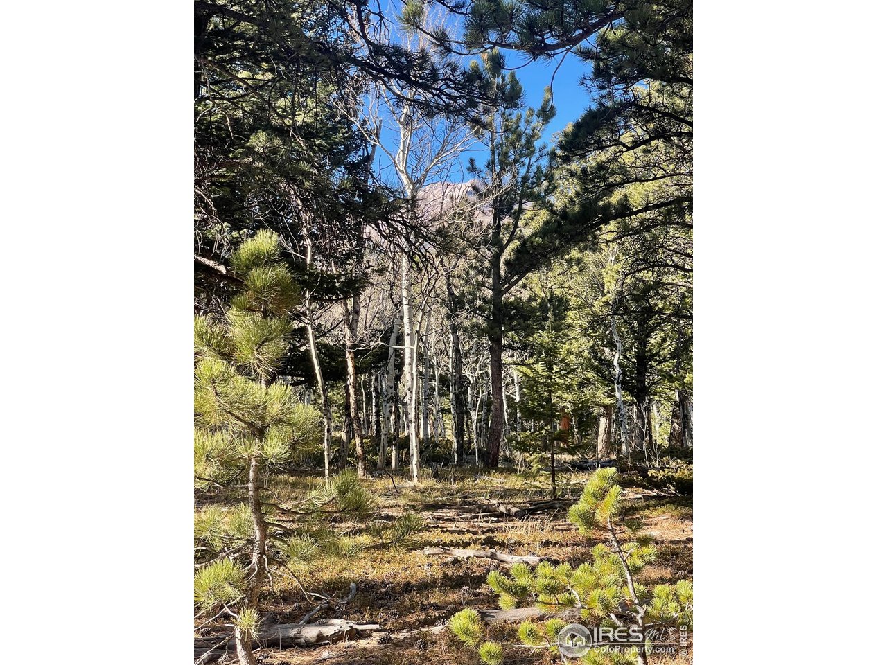 399 North Skinner Road Allenspark, CO 80510 - Photo 11 of 21 a view of a yard with pathway