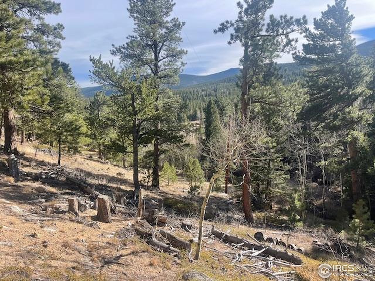 399 North Skinner Road Allenspark, CO 80510 - Photo 12 of 21 a view of a forest filled with trees
