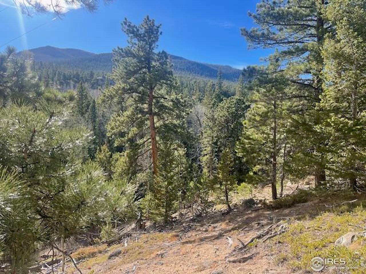 399 North Skinner Road Allenspark, CO 80510 - Photo 13 of 21 a view of a forest with a tree