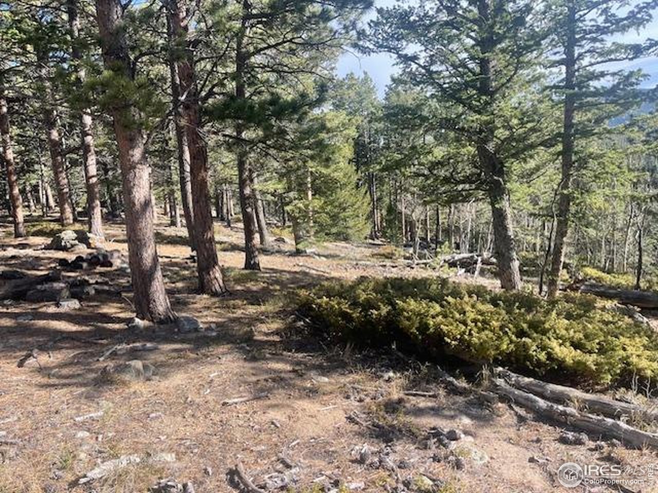 399 North Skinner Road Allenspark, CO 80510 - Photo 14 of 21 a view of a park with large trees