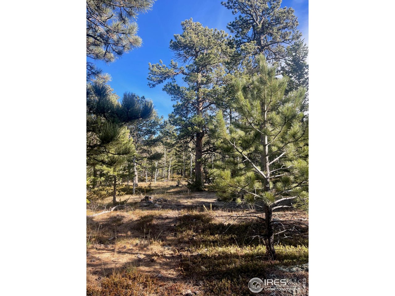 399 North Skinner Road Allenspark, CO 80510 - Photo 15 of 21 a backyard of a house