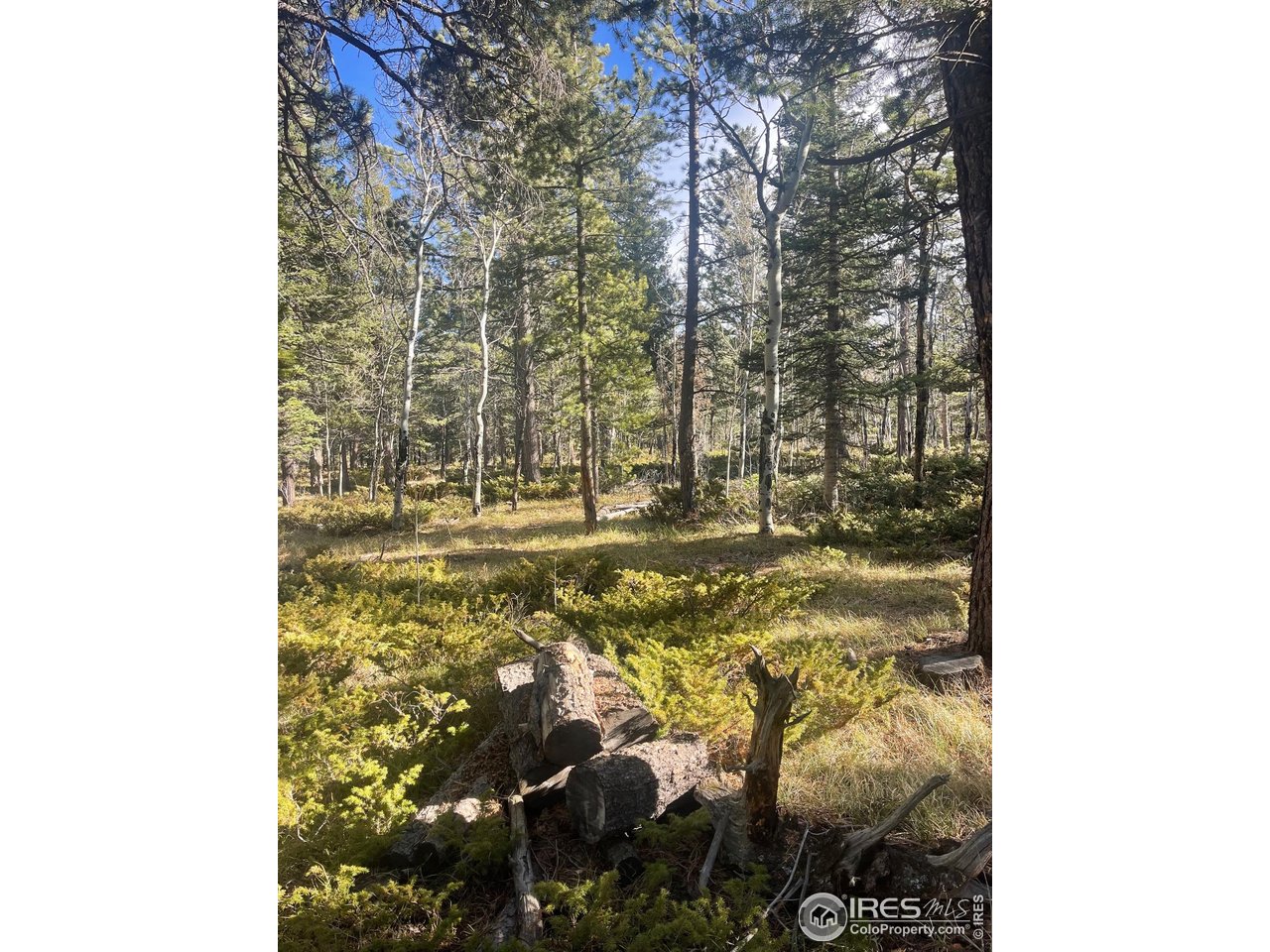 399 North Skinner Road Allenspark, CO 80510 - Photo 16 of 21 a view of residential area with tree