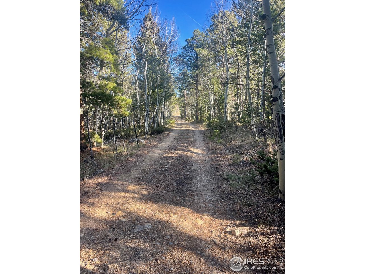399 North Skinner Road Allenspark, CO 80510 - Photo 18 of 21 a view of a yard with trees in the background