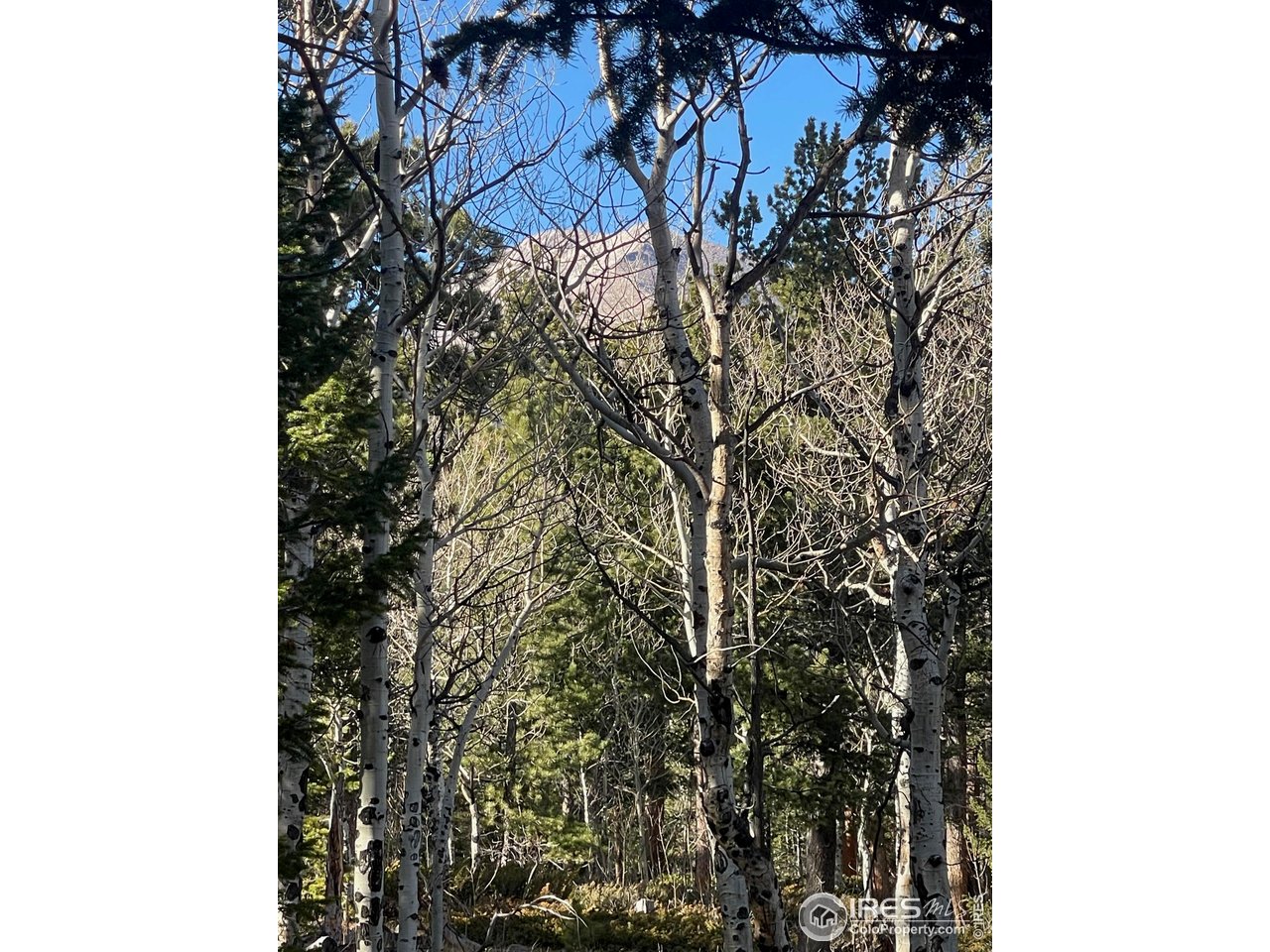 399 North Skinner Road Allenspark, CO 80510 - Photo 19 of 21 a picture of a tree