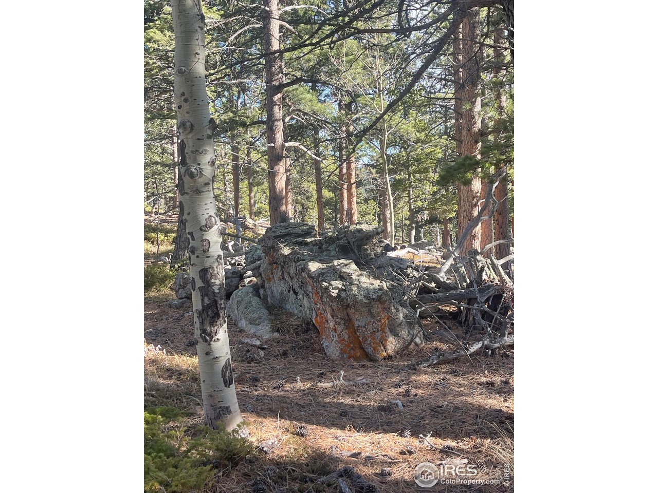 399 North Skinner Road Allenspark, CO 80510 - Photo 20 of 21 a view of a yard with large trees
