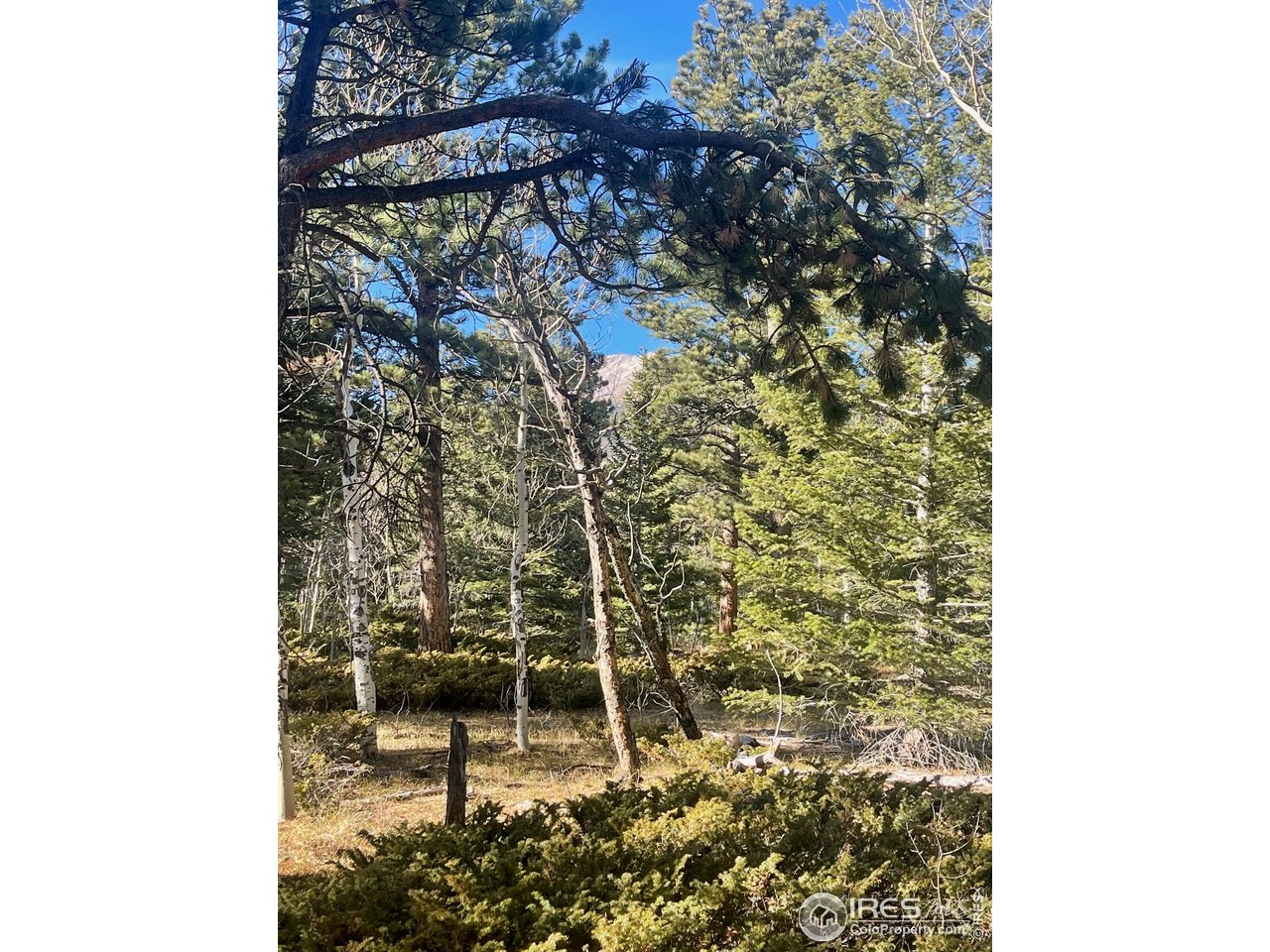399 North Skinner Road Allenspark, CO 80510 - Photo 21 of 21 a bathroom with a shower