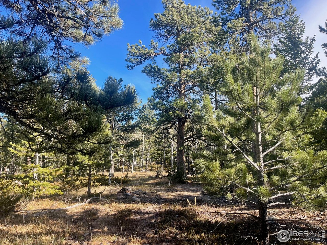 399 North Skinner Road Allenspark, CO 80510 - Photo 3 of 21 a view of a tree in a yard