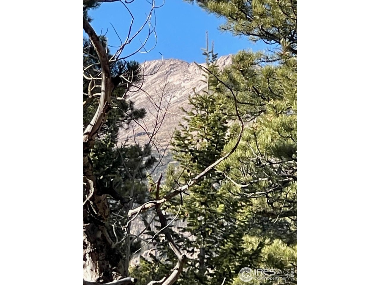 399 North Skinner Road Allenspark, CO 80510 - Photo 4 of 21 a view of a tree