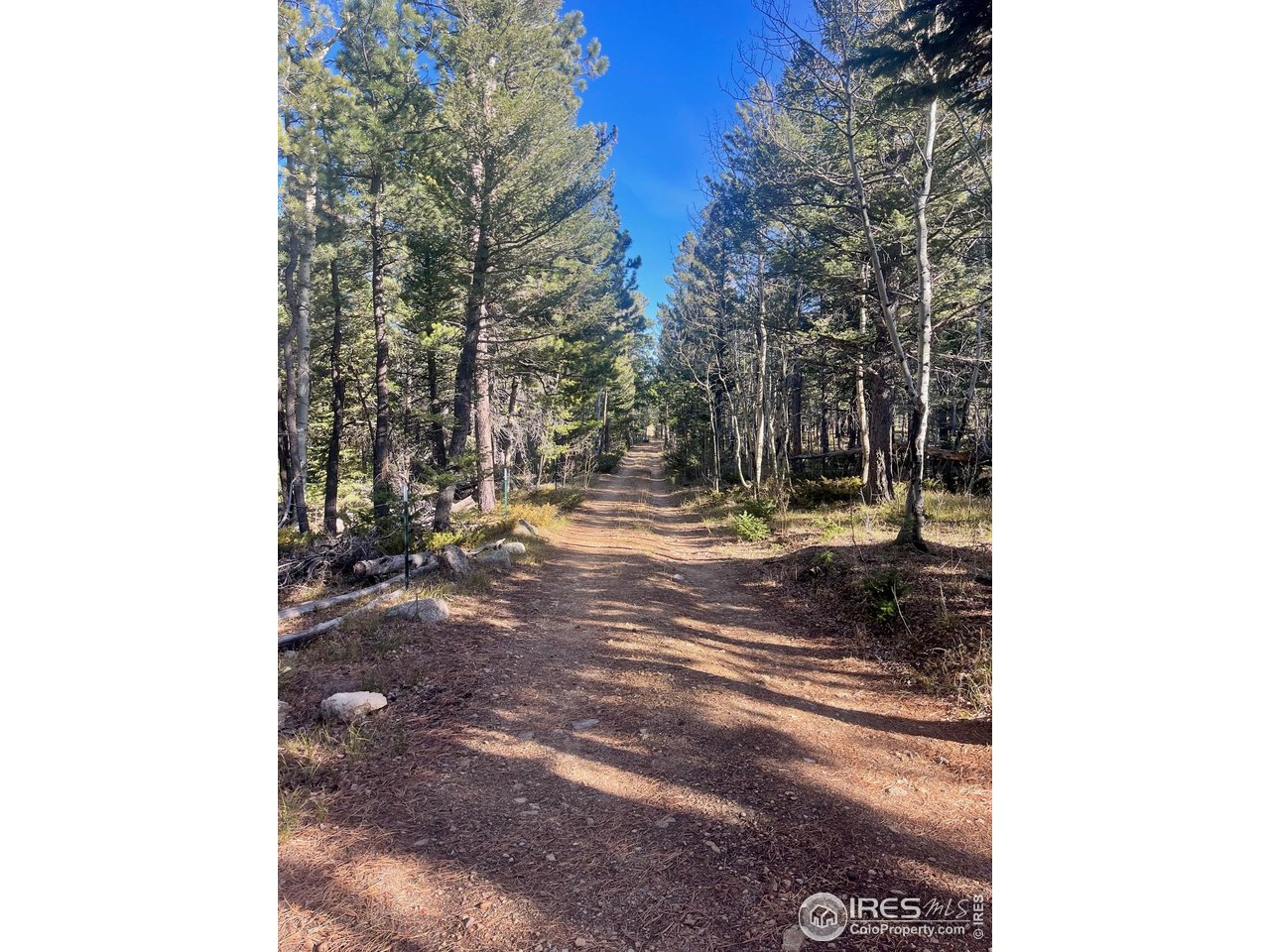 399 North Skinner Road Allenspark, CO 80510 - Photo 5 of 21 a view of a yard with trees