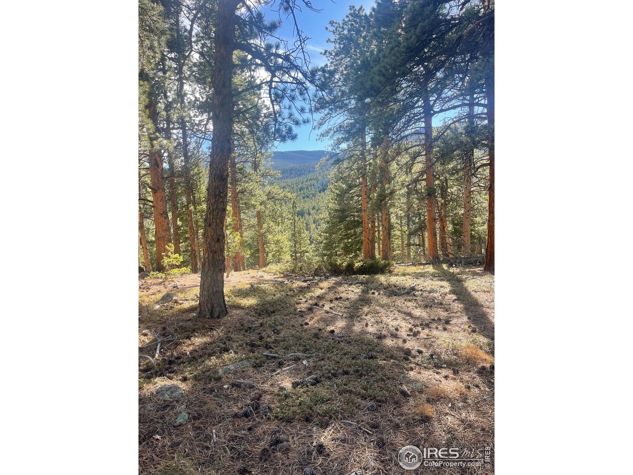 399 North Skinner Road Allenspark, CO 80510 - Photo 6 of 21 a view of a yard with trees