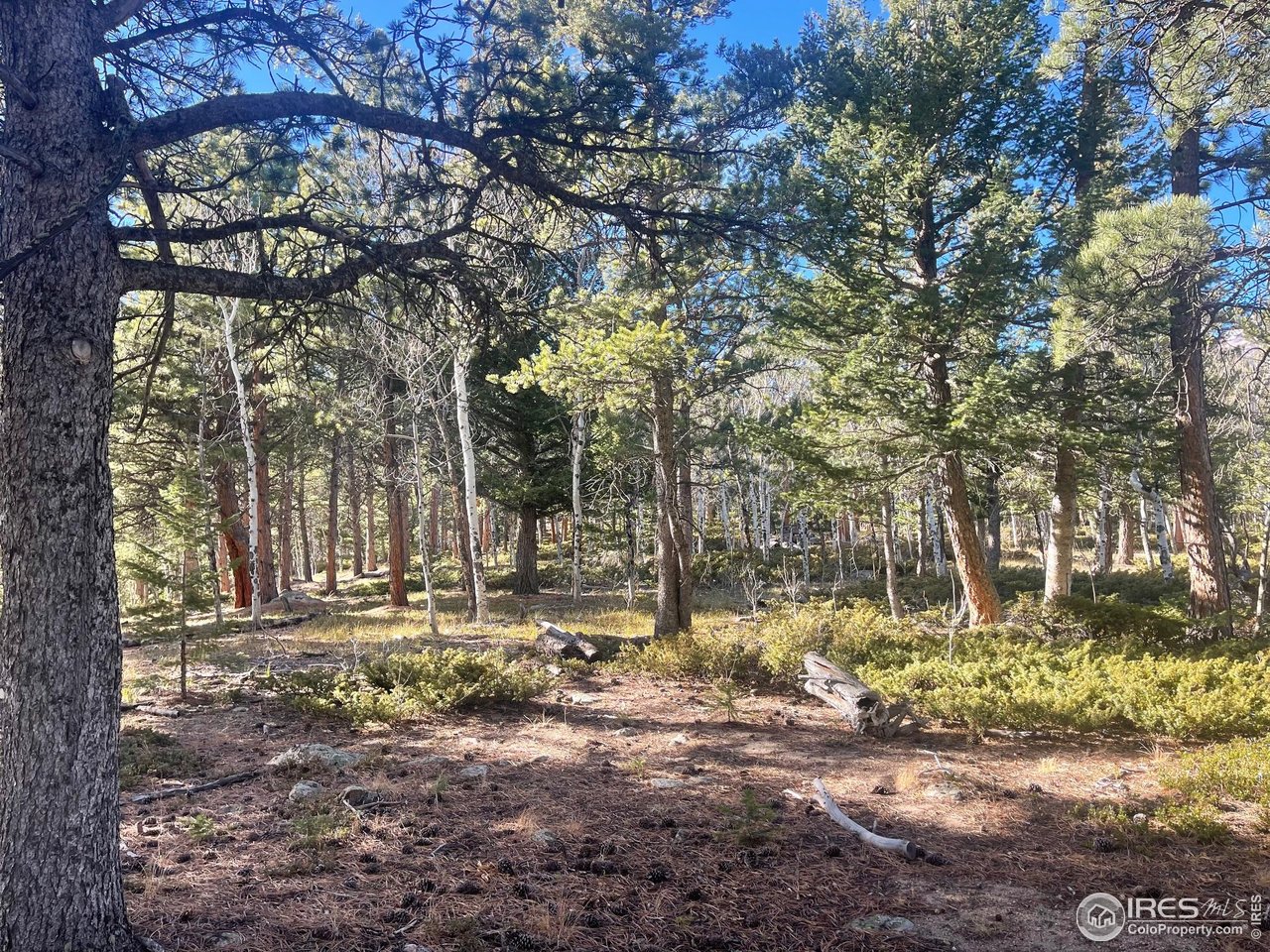 399 North Skinner Road Allenspark, CO 80510 - Photo 8 of 21 a backyard of a house with lots of green space