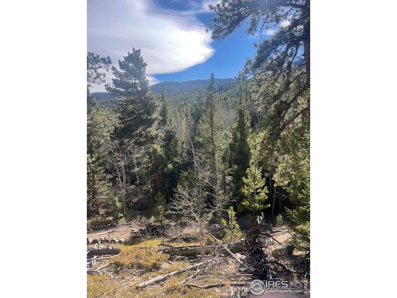 399 North Skinner Road Allenspark, CO 80510 - Photo 9 of 21 a view of a forest that has a tree