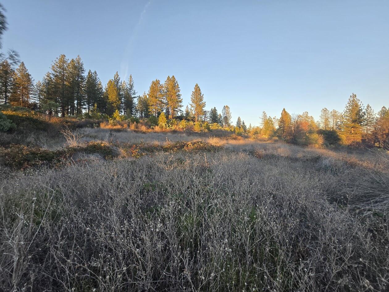 middle meadow