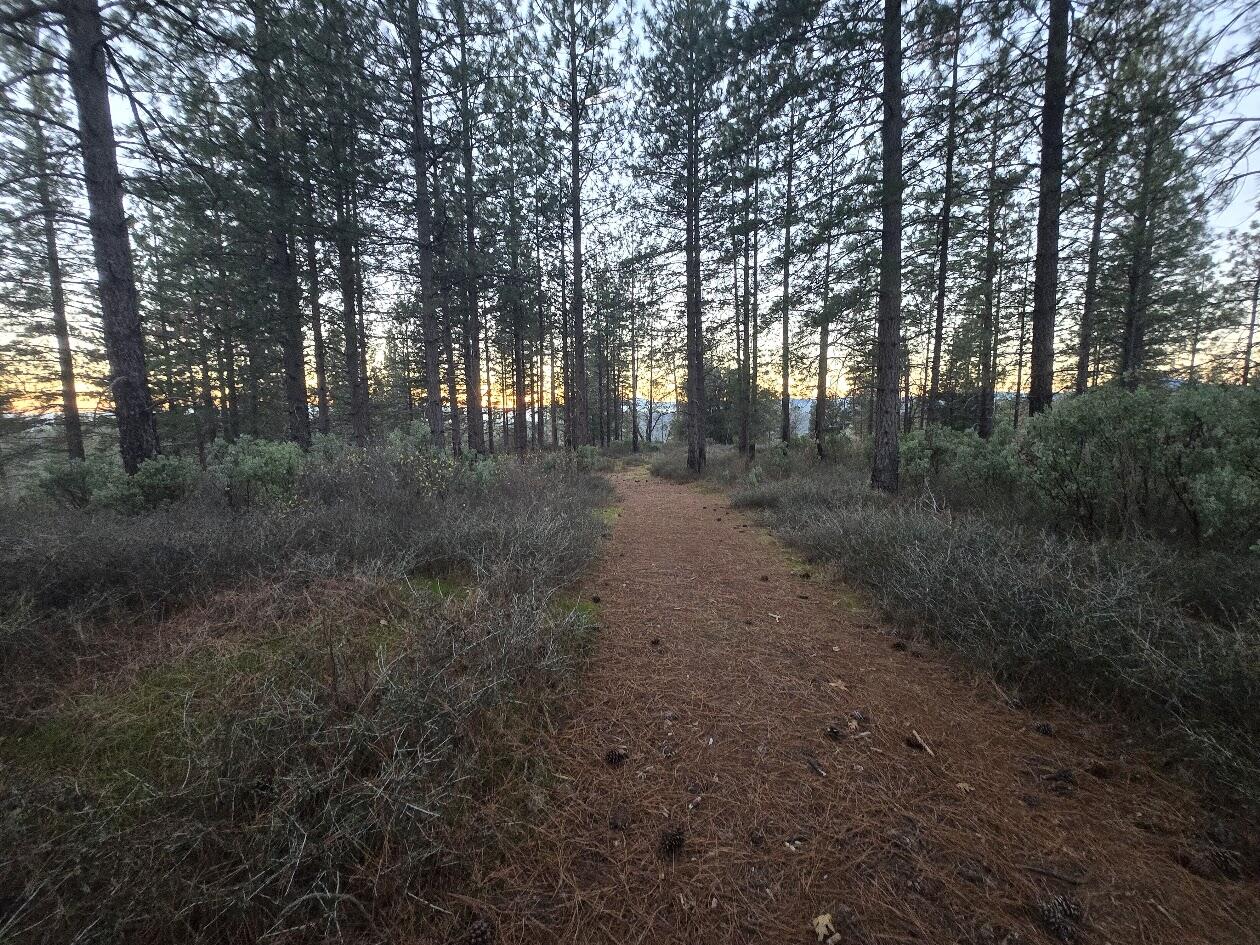 Donkey Mine Road Oak Run, CA 96069 - Photo 12 of 17 20251206_164315