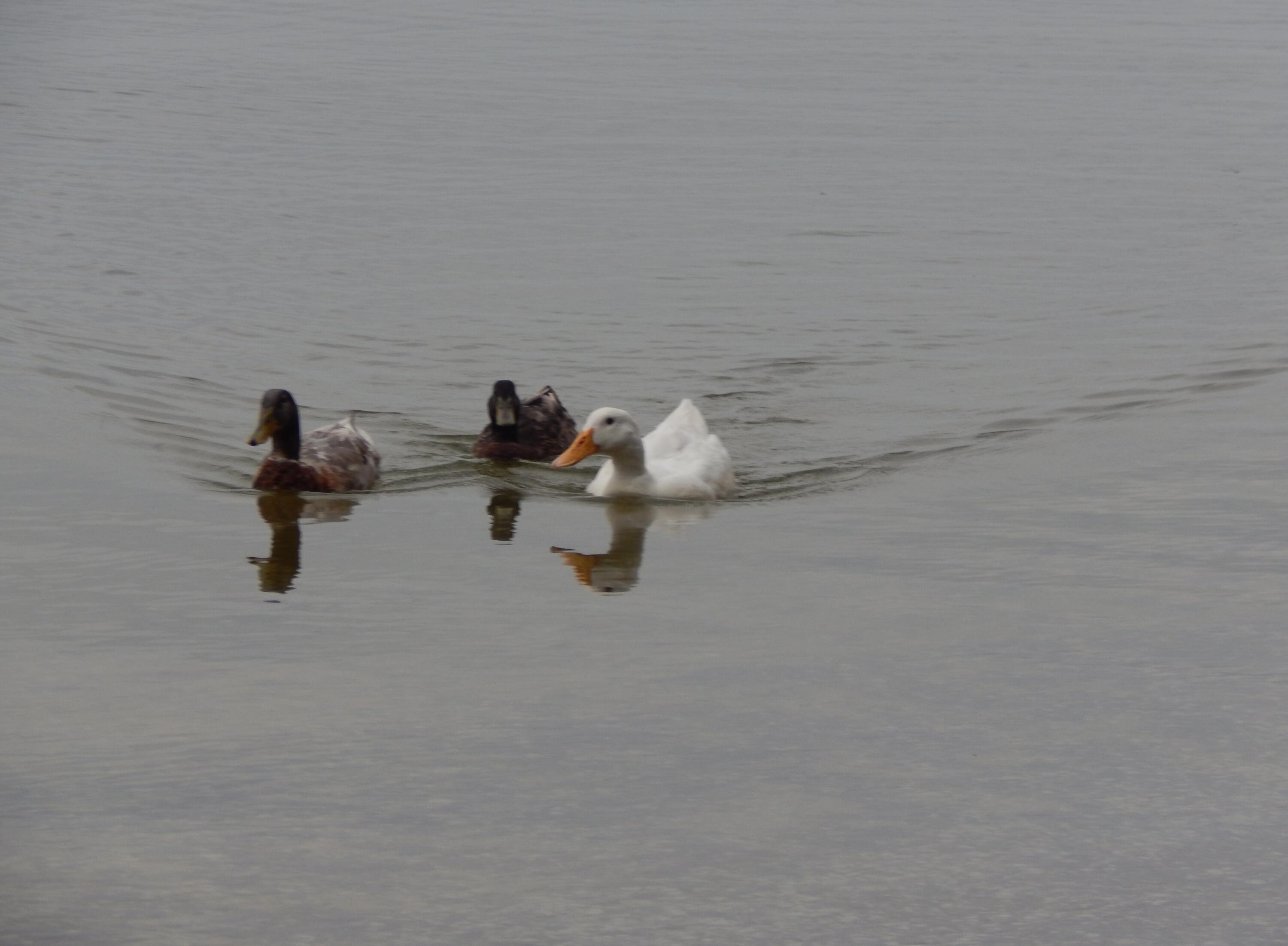1150 Overton Drive Moncks Corner, SC 29461 - Photo 47 of 49 Peaceful
