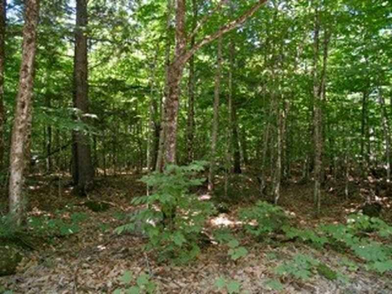 Lot 16-1 East Shore Road Burlington, ME 04417 - Photo 3 of 9 Land.