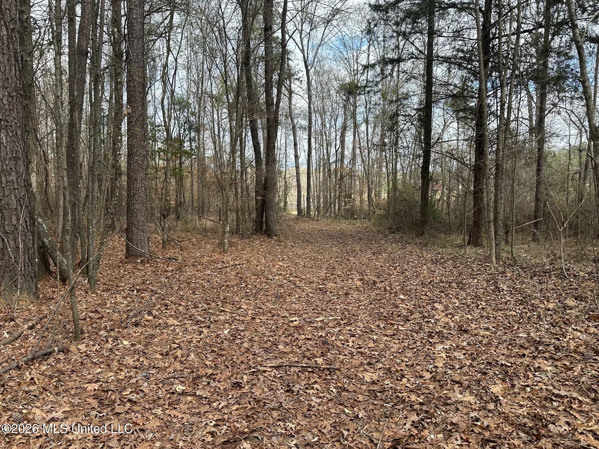 23-acres Barnes Road Florence, MS 39073 - Photo 4 of 11 IMG_3816