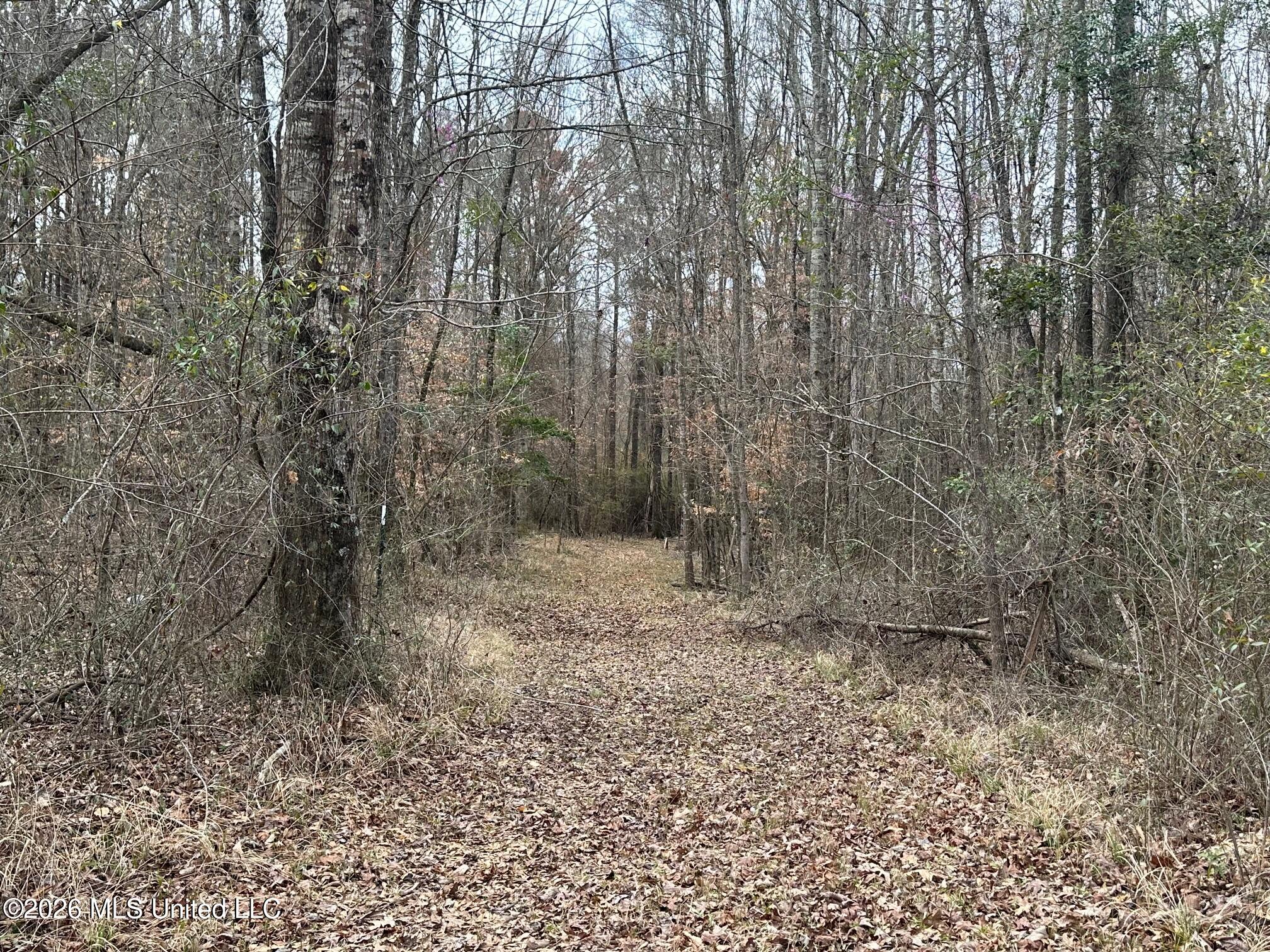23-acres Barnes Road Florence, MS 39073 - Photo 8 of 11 IMG_3820