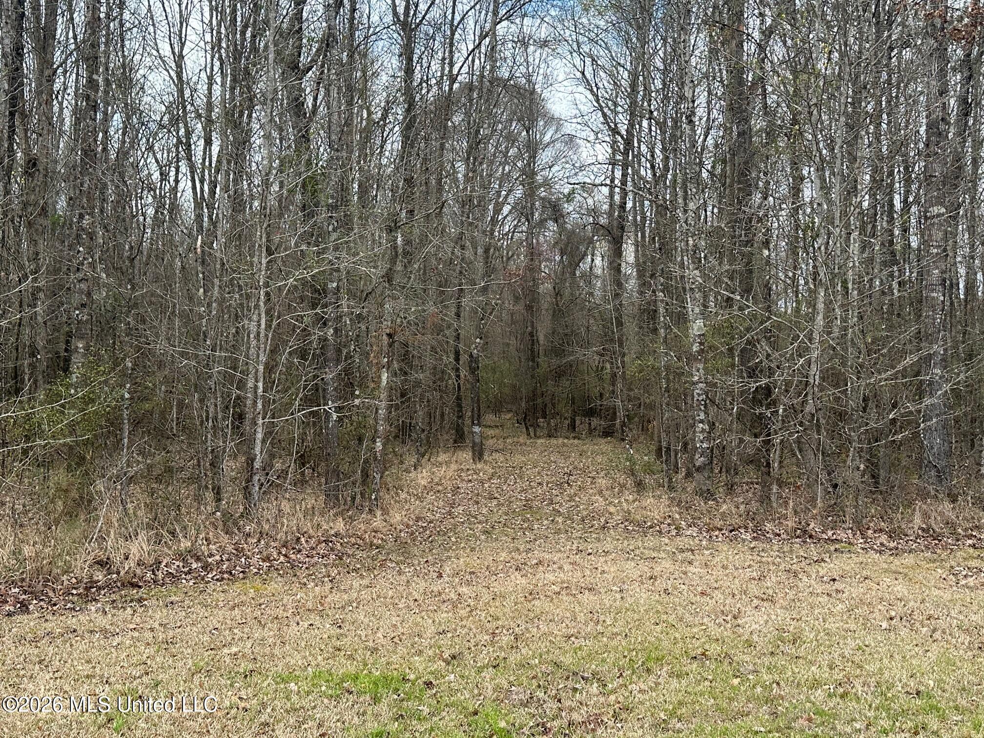 23-acres Barnes Road Florence, MS 39073 - Photo 9 of 11 IMG_3822